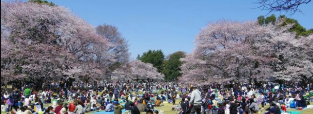 hanami-condel