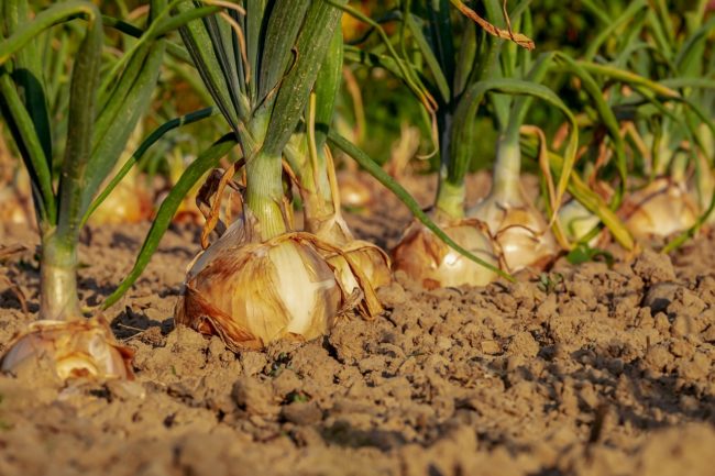 agriculture-nougyou01
